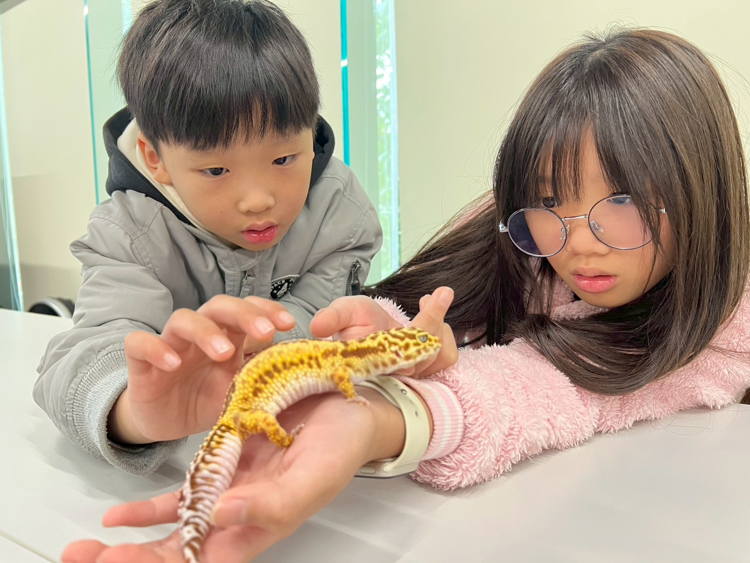 2026夏令營-寶ké夢訓練家